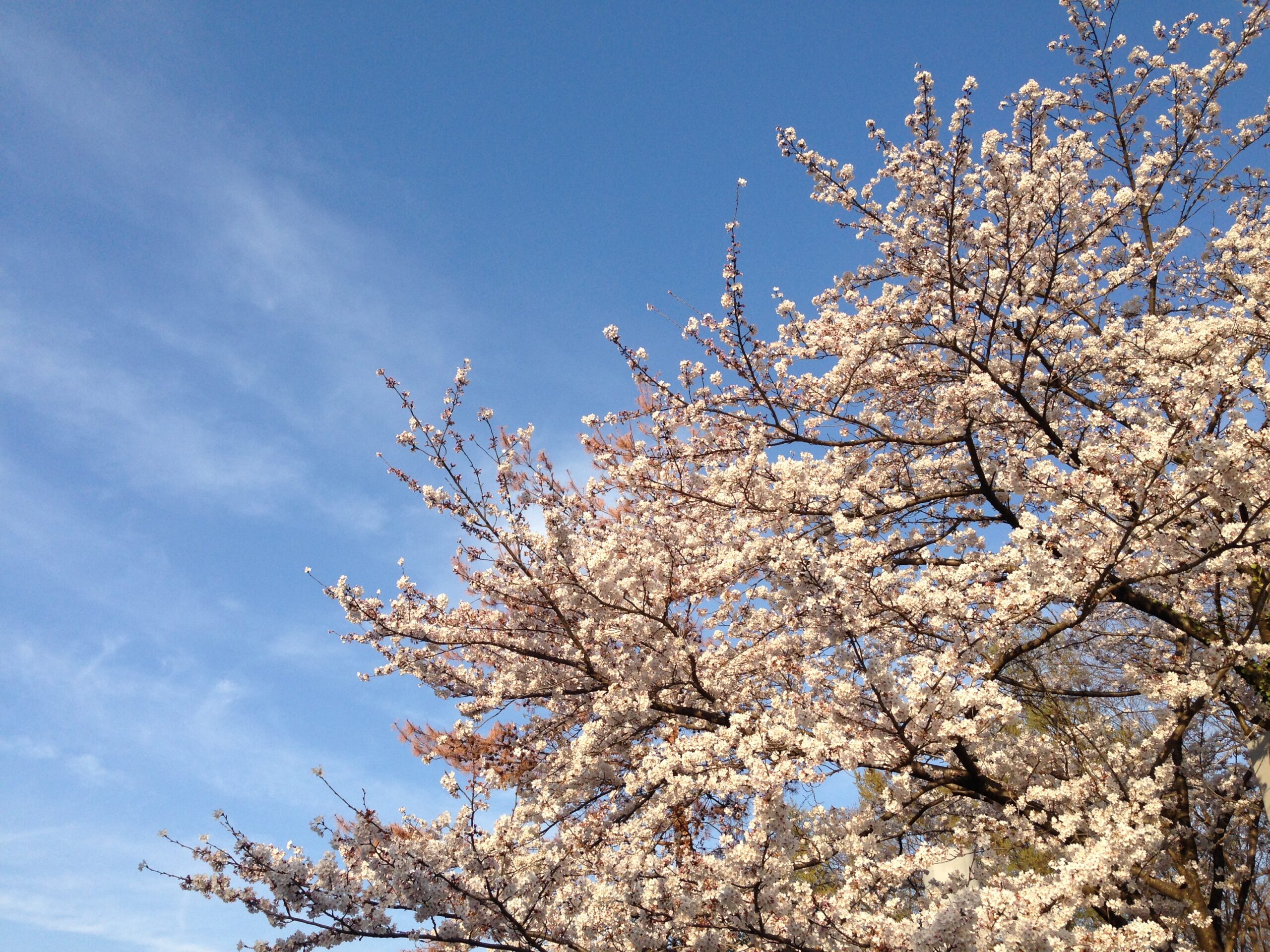 桜